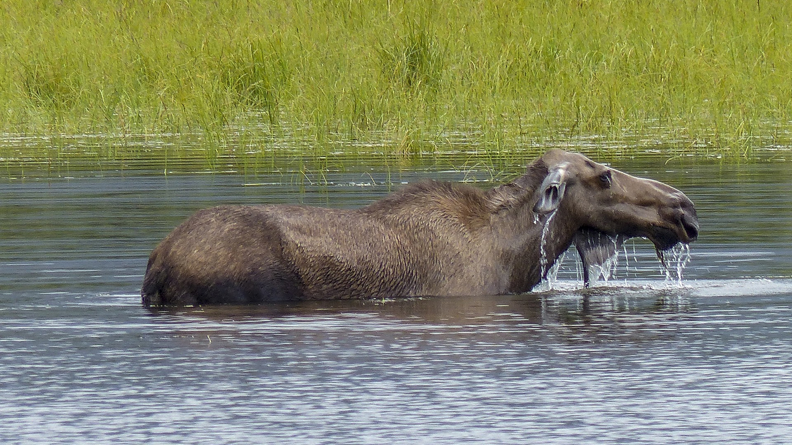 Moose - Animal Viewing Near Icy Strait Point, Alaska