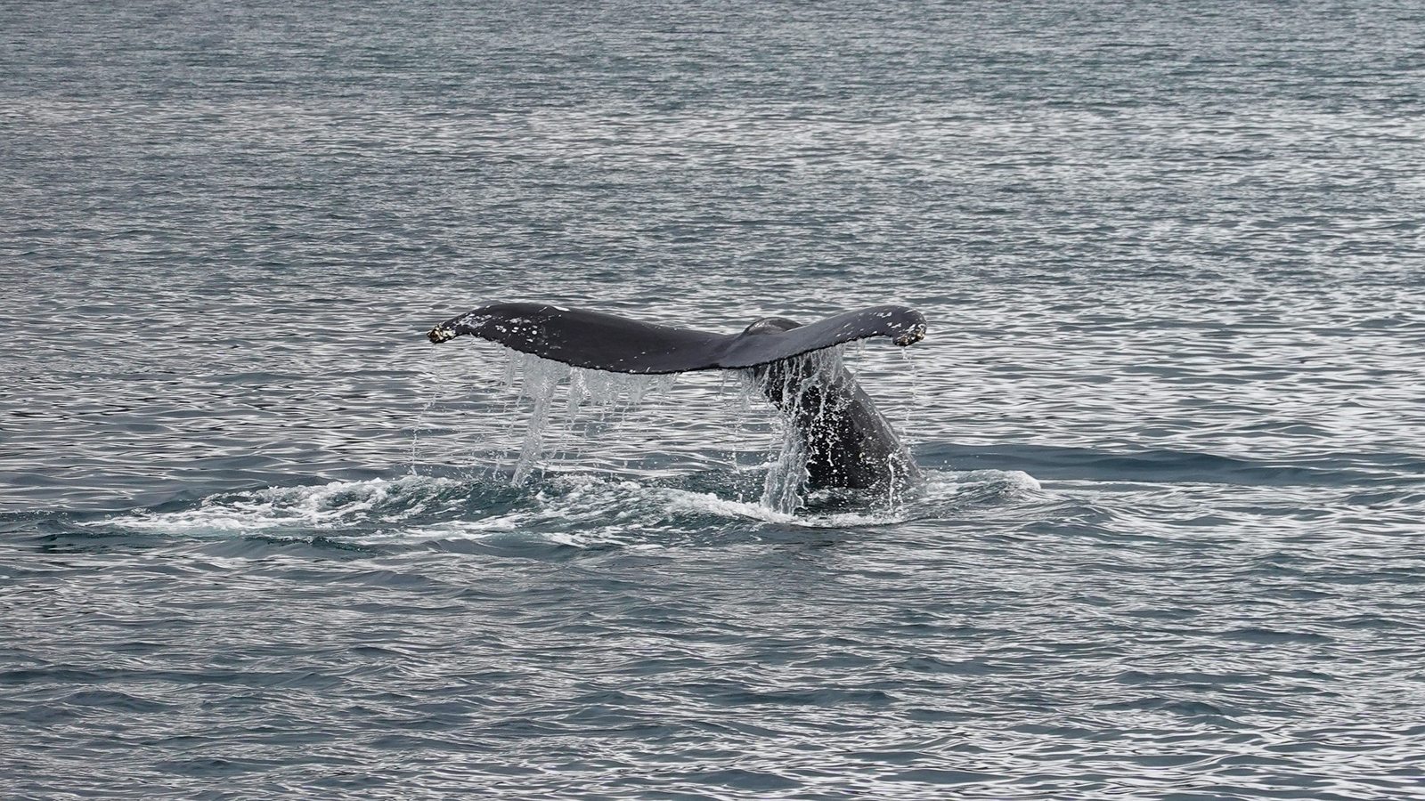 Whale Watching Near Icy Strait Point, Alaska